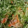 鶏皮坊主の作ってみた!投稿(ピリ辛旨【豆苗のチョレギサラダ】野菜たっぷり)