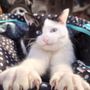 みーこ