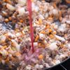 美味しいキーマカレー🍛Keema curryの工程5