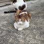 ゆうか