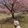 ゆうかりんランド