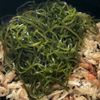 【クーブイリチー風】旬の切り昆布で♪の工程4