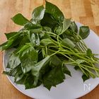 ネバネバ系野菜の新星 モロヘイヤを食べてキレイになろう!