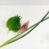 いかの塩なめろう｜薬味たっぷりの工程1