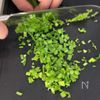 【ぷるぷる水晶鶏】鶏むね肉の最高の食べ方の下準備