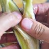 【包丁いらず！レンジだけ】具は無いが麻婆茄子風の工程5