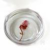 電子レンジ10秒 桜の花の塩漬けの咲かせ方｜失敗しない塩抜きの工程1