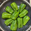 【餃子風ピーマンの肉詰め】じゅわっと肉汁がたまらない!の工程5