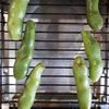 【今日のおつまみ】ホクホク！焼きそら豆の工程1