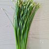 【花にらの胡麻和え】珍しい野菜に出会ったら、まずは食べてみるの下準備