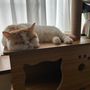 わたあめ