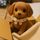 ミーシャʕ•̫͡•ʔ