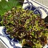 楽ラク手抜キッチン🐶🐾の作ってみた!投稿(［やみつきピリ辛きくらげ］クセになるコリコリ食感！腸活おかず)