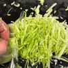 豚こま肉で食べごたえ抜群♬ワンパン蒸し餃子♬の工程1