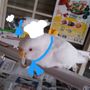 こぴよ
