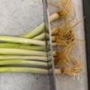 あると便利!薬味葱の冷凍保存方法の工程2