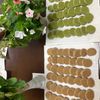 そら・ゆずの作ってみた!投稿(米粉のコーヒーディアマンクッキー【さくっほろっ】)