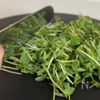 【豆苗のごま和え】豆苗嫌いな娘が完食！の工程1