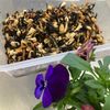 そら・ゆずの作ってみた!投稿(【お惣菜屋さんのひじき煮】レンジで6分!作り置き/お弁当)