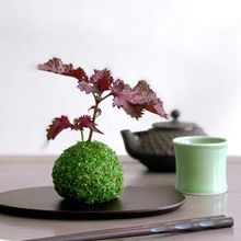 おうち時間を楽しむ*苔玉おにぎり