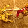 ウルトラの父