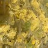 北美の作ってみた!投稿(〈くらし薬膳〉キャベツのスープ)