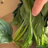 ほうれん草のごま和！ゆで方テクニックと鰹節のおいしい使い方の工程1
