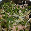 簡単・旨辛・町中華風【鶏ささみの辛ねぎ和え】の工程3
