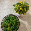 楽ラク手抜キッチン🐶🐾の作ってみた!投稿(料理に添えれば春の装い!菜の花の塩茹で)