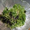 鶏皮坊主の作ってみた!投稿(パパっと和えるだけ♪豆苗とツナのチョレギ風サラダ)
