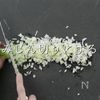 これだけでご飯が進む！究極のねぎ塩ダレの工程2