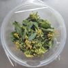 レンジで簡単☆菜の花の白だしバター和え。の工程2